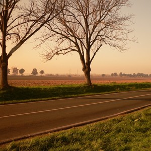 树下流转的时光