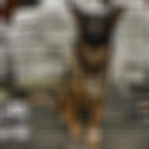 Hott Dogg (Explicit)