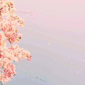 地面から空に飛ぶ花びら