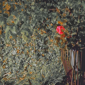 Millie Bobby Brown (feat. Straalman) (Explicit)