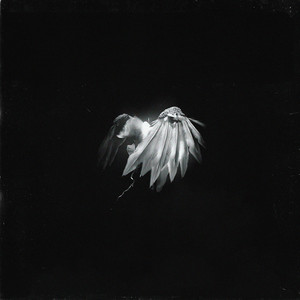 angel (Explicit)