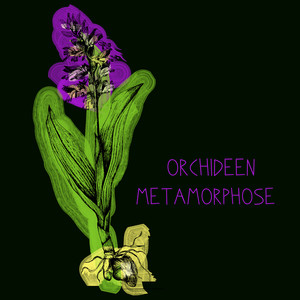 Orchideen / Metamorphose