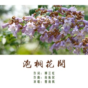 泡桐花开