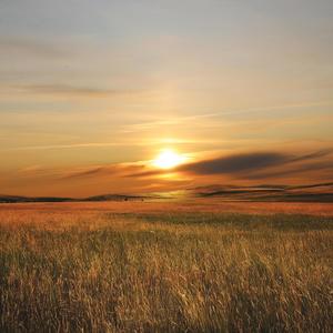 Reflective Meadows