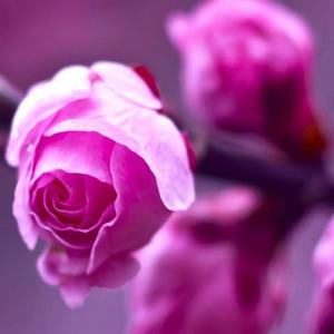 彭水土家摆手舞