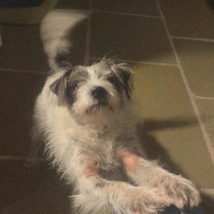 Bear Grapes (Instrumental)