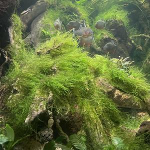 I get (feat. glockiccy) (Explicit)