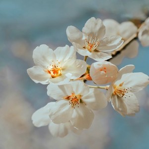 花在不远处盛开