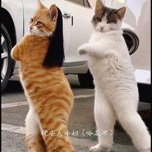 晚安大小姐（哈基米）