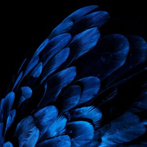 Feather (feat. Red Luna)