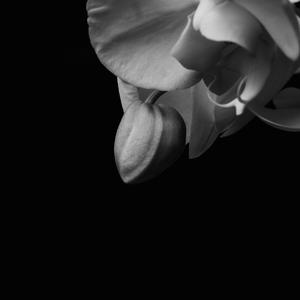 Desert Rose (feat. Sleeky P)