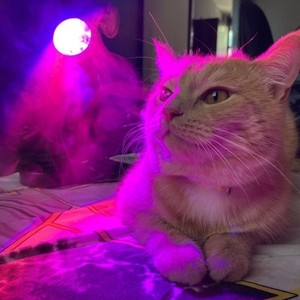 Прогулка ночью под дождём (prod. by 4lexf, Daniel Saint) (Explicit)