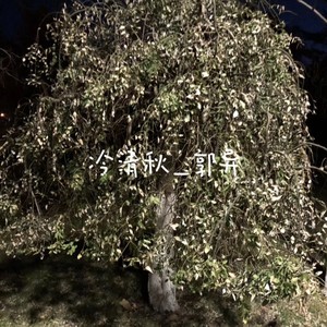 冷清秋