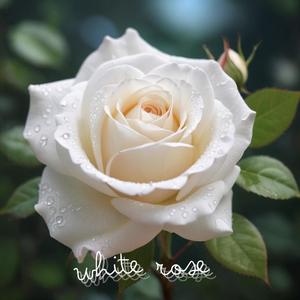 White Rose