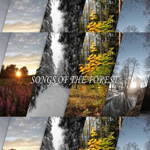 Songs of the Forest