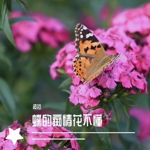 蝶的痴情花不懂 (伴奏)