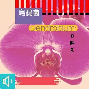 Dendrobium（original）