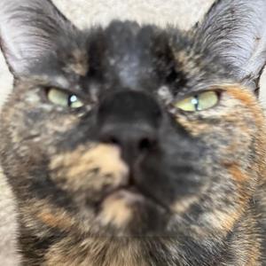 like i'm reefuh (Explicit)