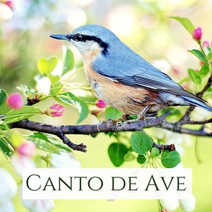 Canto de Ave - Sonido de Aves Silvestres en el Bosque, Canciones Suaves