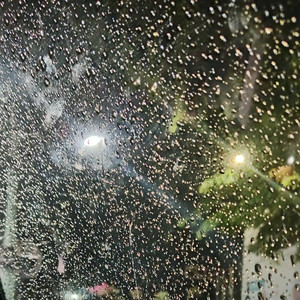 Shadows in the Night