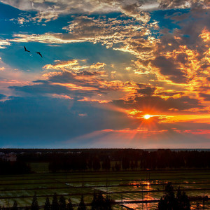 沙漠开不了花 (女生版)