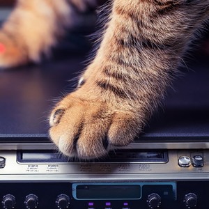 Rhythms for a Tail Wagging Day