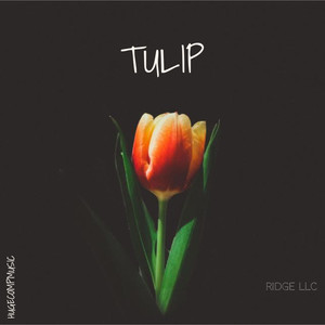 Tulip