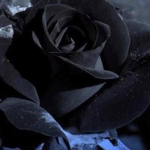 Black Rose