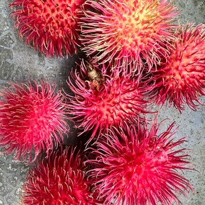 Rambutan