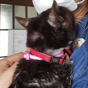 sora (feat. 小春六花)