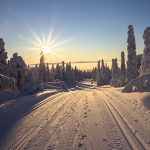 Elves in the Woodlands