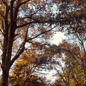 Alma libre (feat. Alejandro González) (Versión banda)