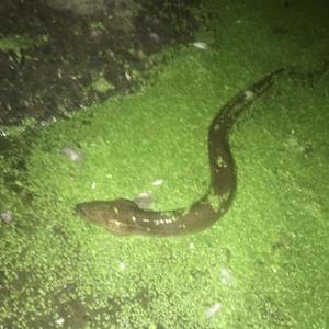 Court of Snakes (Explicit)