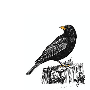 Fåglarna med gula näbbar