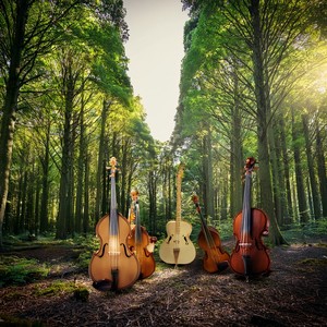 A Slow Floral Waltz