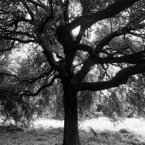 **** Picnic (feat. Greg Booth) (1988 Demo)