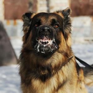 DOG POUND (Explicit)