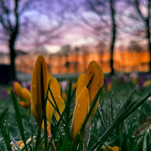 Spring Flowers