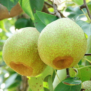 盖永政 - 慈梨香 - 伴奏