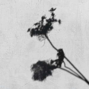 Echoes After Midnight