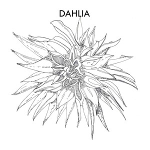 Dahlia