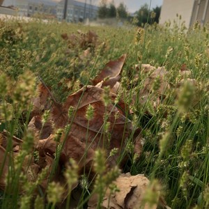 Almanı atdım xarala