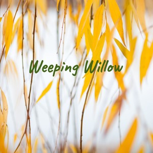 Weeping Willow