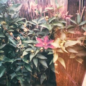 Last Man Standing (Explicit)