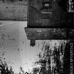 Roseberry (Explicit)