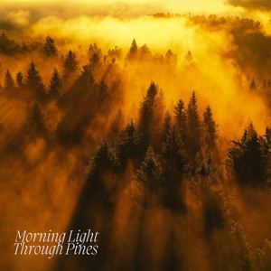 Morning Light Through Pines