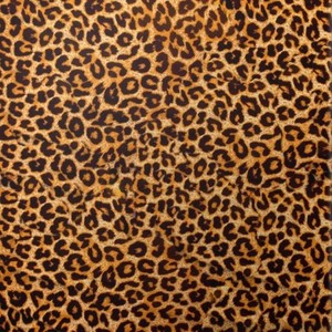 Leopard (Leopard)