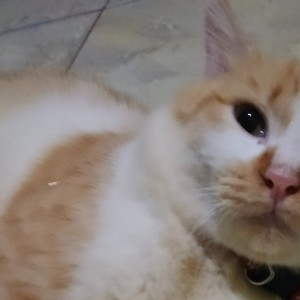 Drop hayalan berlebih