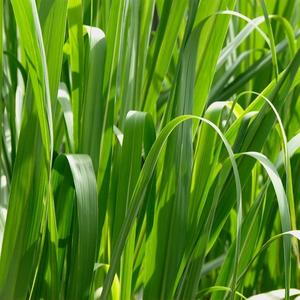 Suci Dalam Debu (dangdut)