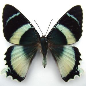 rockstarr (Explicit)